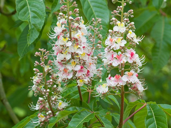 Pink and yellow flowers on the Indian horse-chestnut