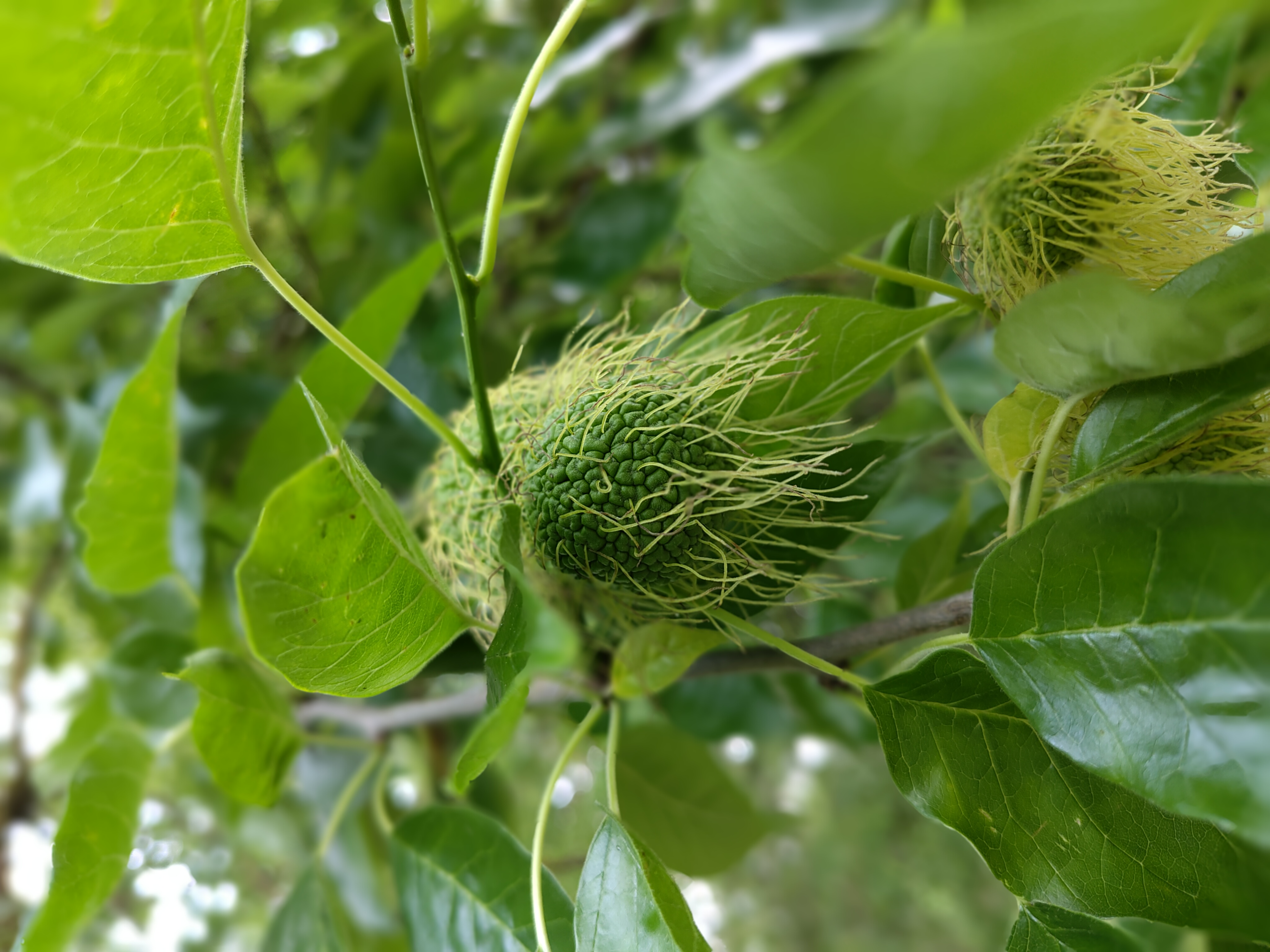 Funky fruit on the Osage orange tree.