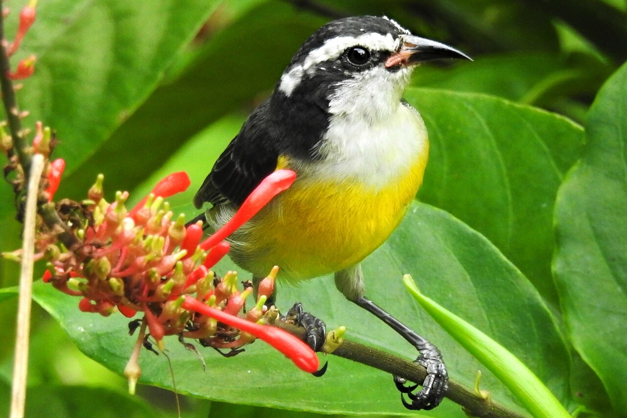 Photo of a bananaquit.