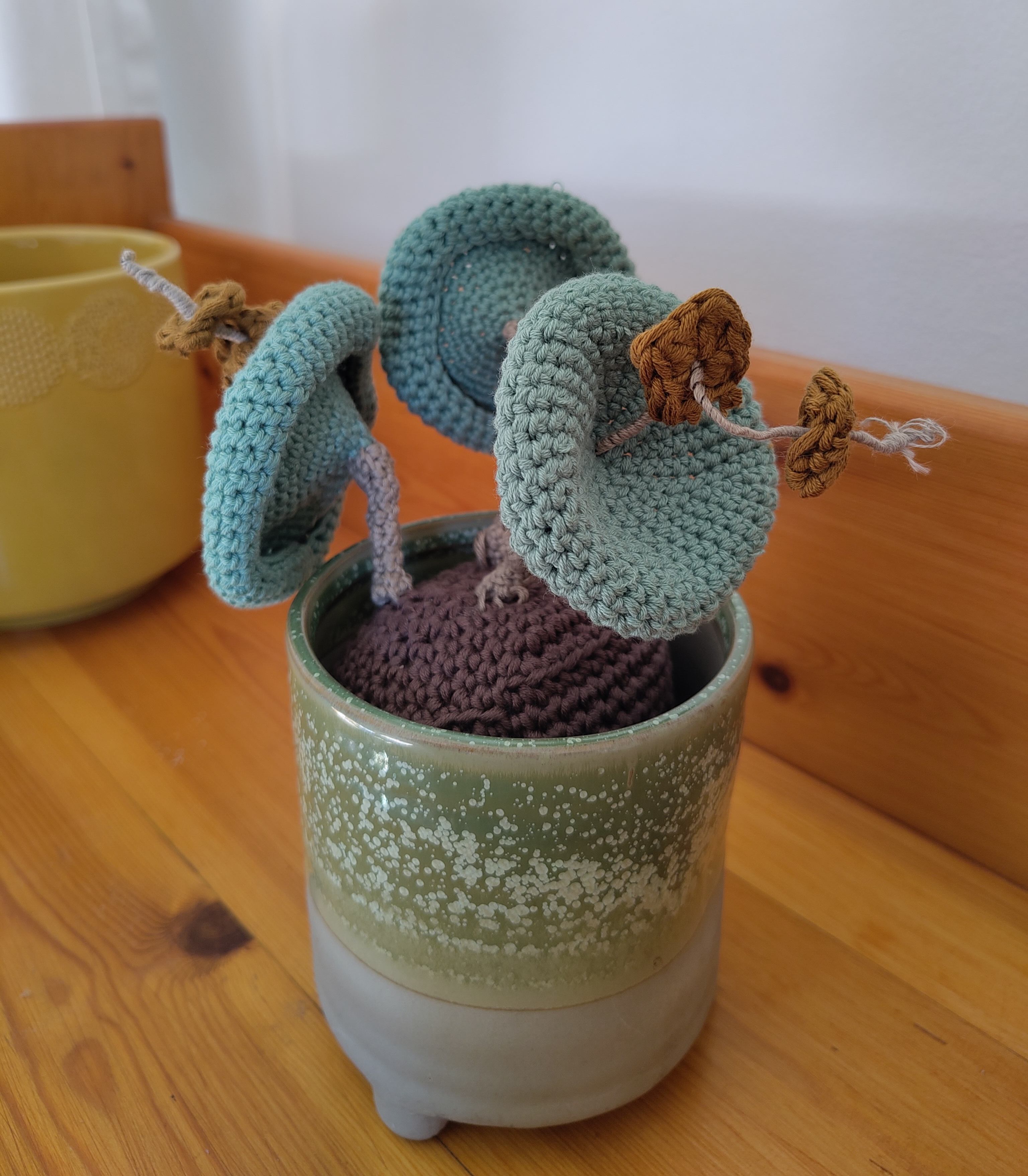 A crocheted Crassula umbellata.