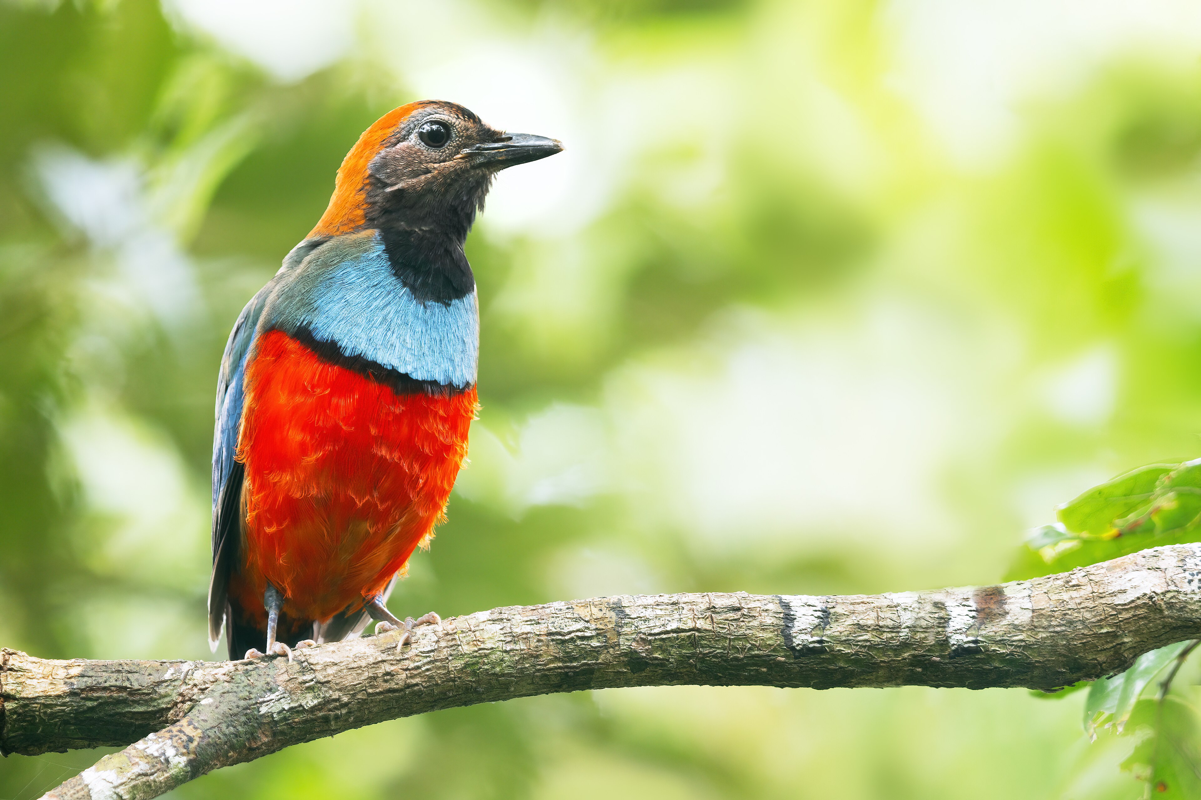Photograph of a Papuan pitta.