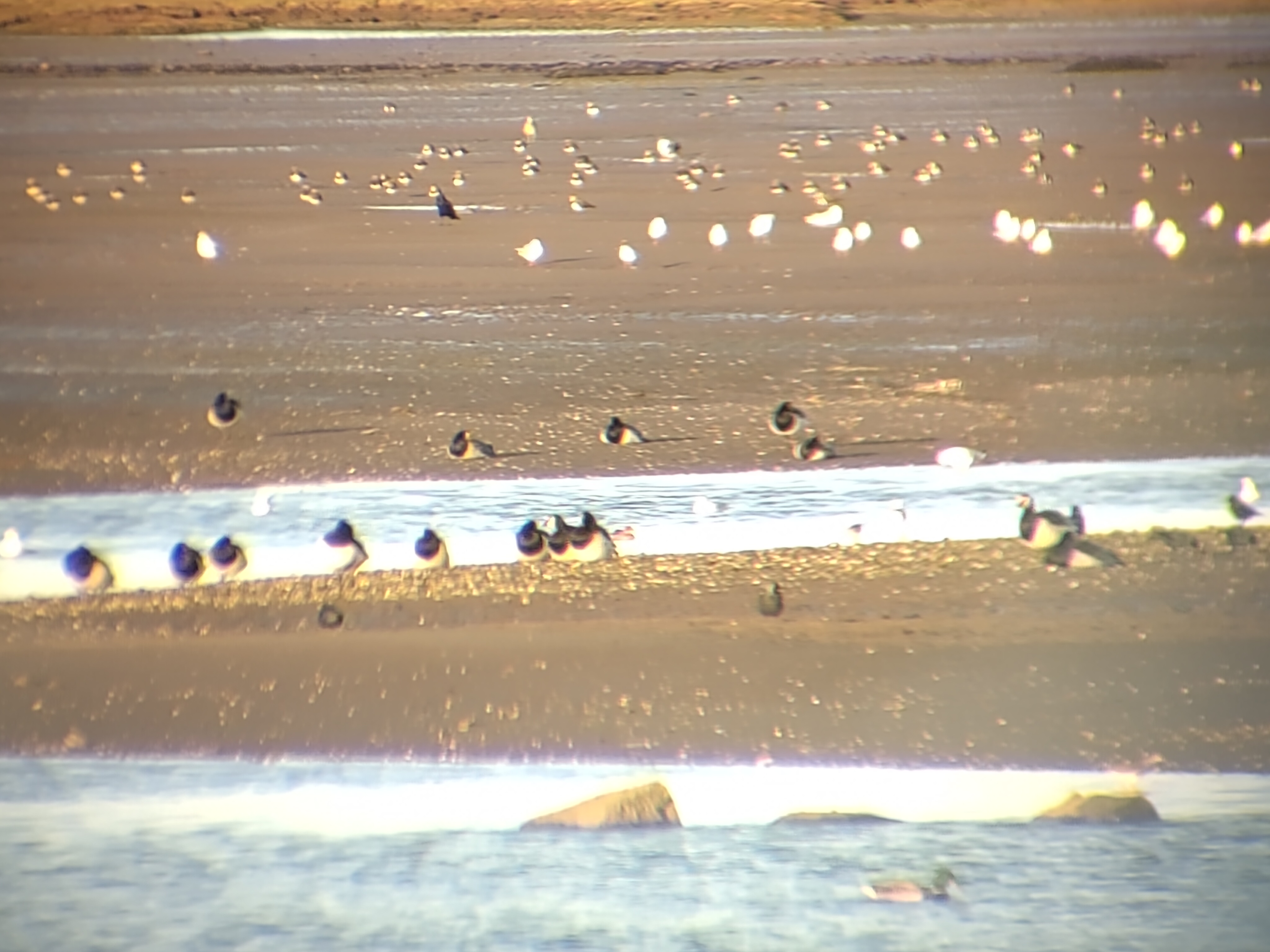 Photo of geese through binoculars